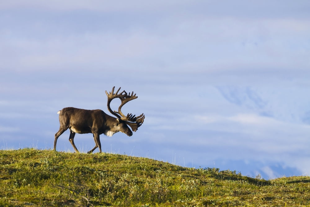 Caribou Walking On Tundra Below A Fog Shrouded Mt Mckinley Denali National Park Interior Alaska SummerN Canvas Art - Michael DeYoung Design Pics (34 x 22)