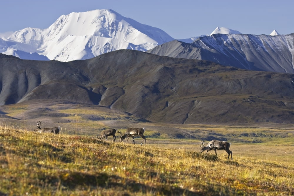 Caribou graze on the side of Stony Hill with the Alaska Range and Mt Brooks in the background in Denali National Park Alaska during Autumn Canvas Art - John Delapp Design Pics (34 x 22)