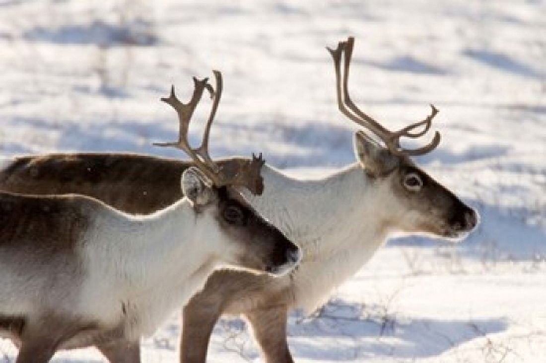 Caribou in Canada Canvas Art - Jaynes Gallery  DanitaDelimont (36 x 24)