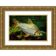 thumbnail image 1 of Carignan, Christa 24x17 Gold Ornate Wood Framed with Double Matting Museum Art Print Titled - Flagtail Characin, 1 of 4