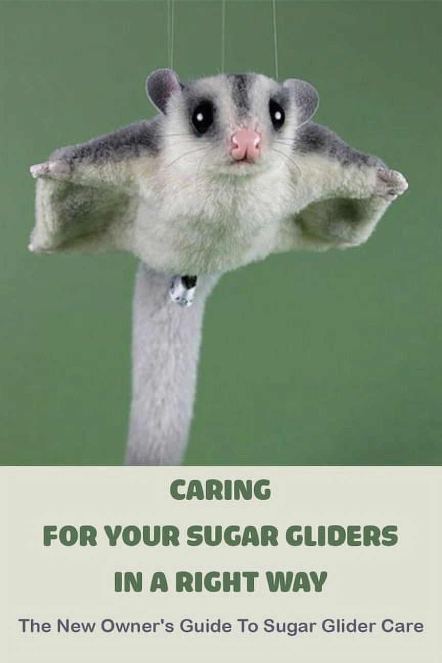 Baby Sugar Sugar Glider Maintenance Handraised Sugar Glider Joey