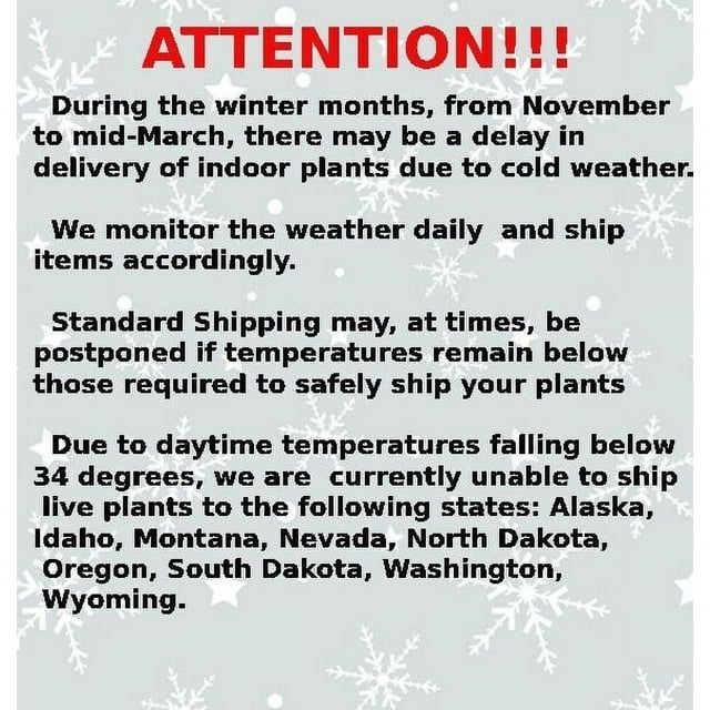 Carissa Macrocarpa Dwarf Plum Bonsai Tree Flowering 4 years old 6" tall