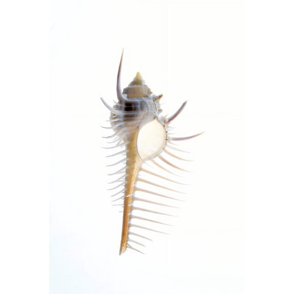 Carit's Murex shell Sea snail Poster Print by Savanah Plank (18 x 24) # NA06SPL0051