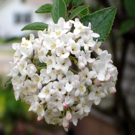 Carlescephalum Viburnum Live Shrub-1 Gallon