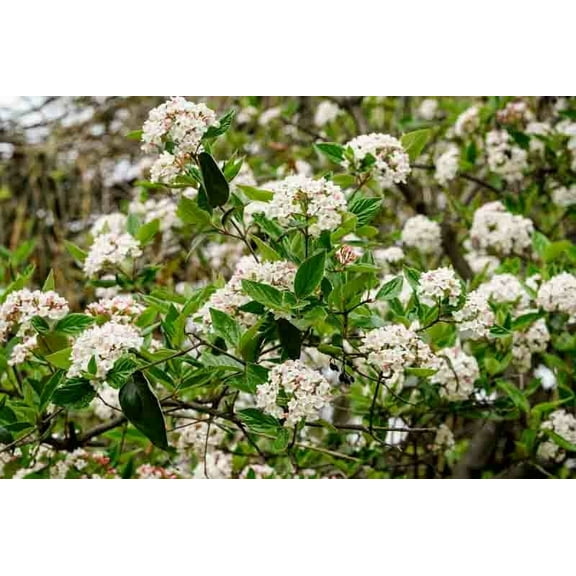 Carlesi Viburnum Live Plant 12-18: in Height in a #3 Container