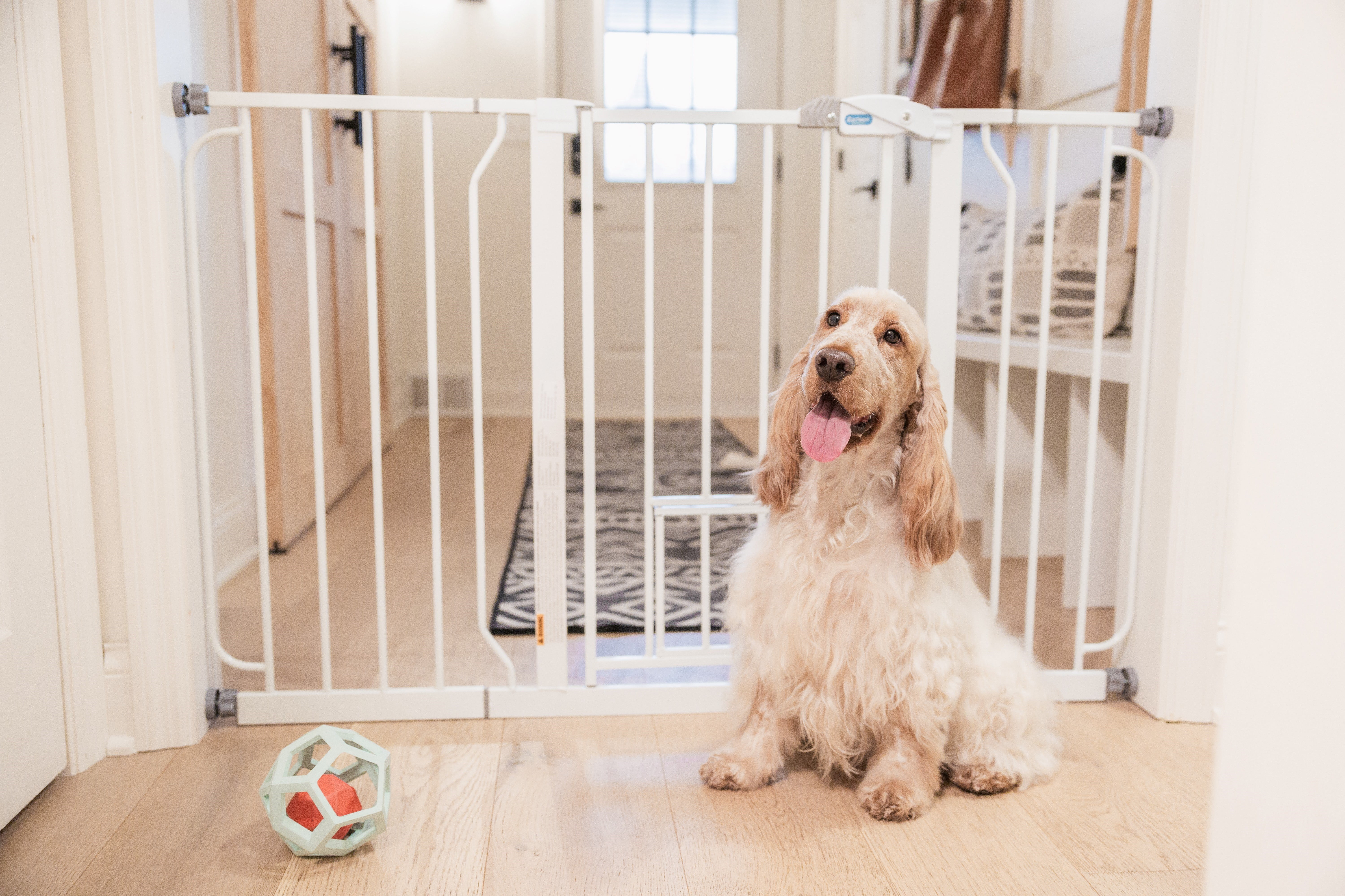 Carlson Extra Wide White Walk-Thru Pet Gate, 30" H x 29"-51" W, with Lift Handle and Small Pet Door