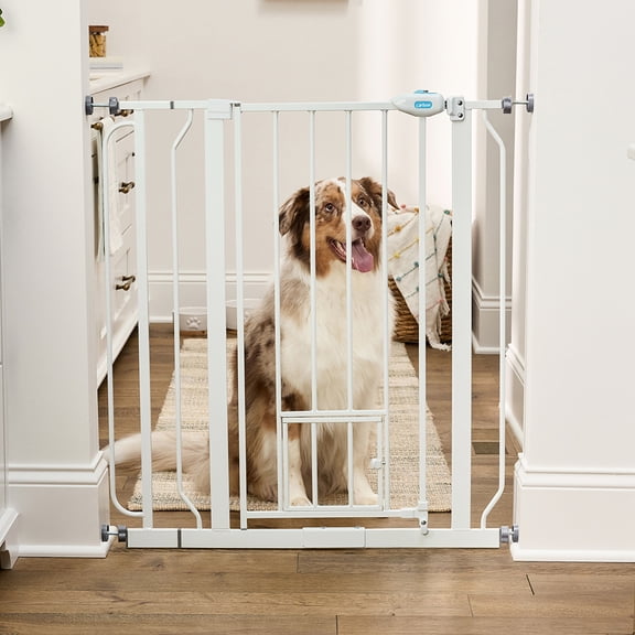 Carlson Extra Tall Metal Walk Through Pet Gate with Small Pet Door and Extension Kit, 36" H x 29"-36.5" W
