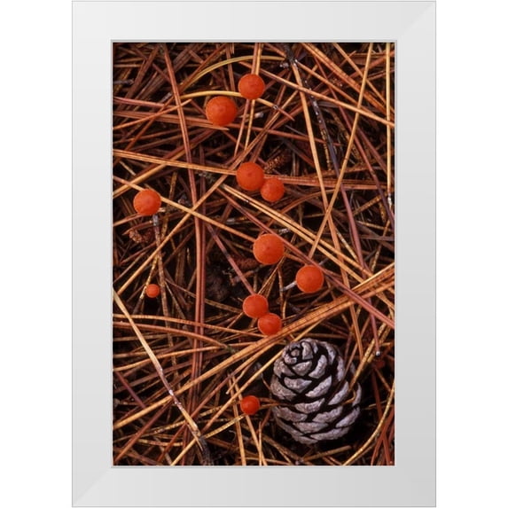 Carlson, Mark 11x14 White Modern Wood Framed Museum Art Print Titled - MI, Vermilion hygrophorus mushrooms