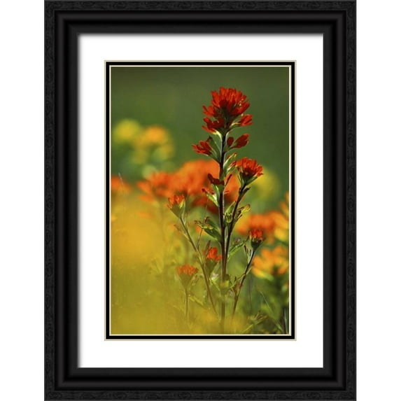 Carlson, Mark 13x18 Black Ornate Wood Framed with Double Matting Museum Art Print Titled - MI, Drummond Island, Red Indian paintbrush