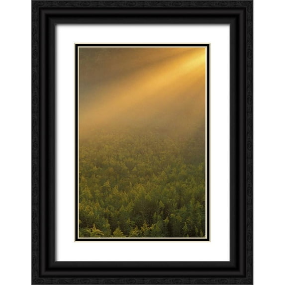 Carlson, Mark 13x18 Black Ornate Wood Framed with Double Matting Museum Art Print Titled - MI, Meadow of goldenrod in foggy summer sunlight