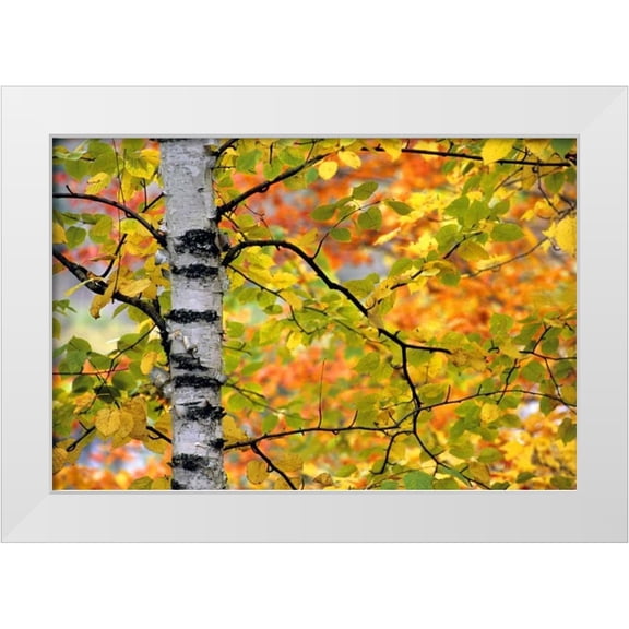 Carlson, Mark 14x11 White Modern Wood Framed Museum Art Print Titled - Michigan, Upper Peninsula Birch trees in autumn