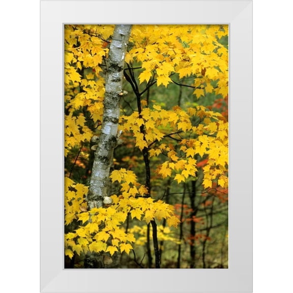 Carlson, Mark 17x24 White Modern Wood Framed Museum Art Print Titled - Michigan, Upper Peninsula Birch trees in autumn