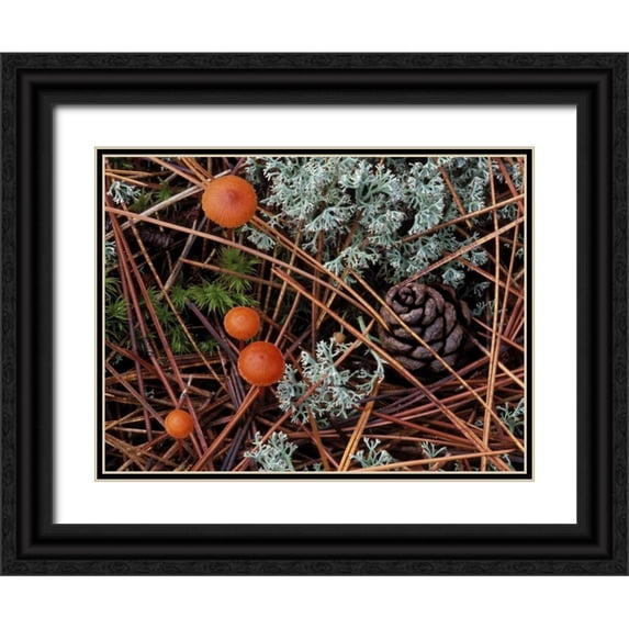 Carlson, Mark 18x15 Black Ornate Wood Framed with Double Matting Museum Art Print Titled - MI, Forest floor with mushrooms and leaf litter