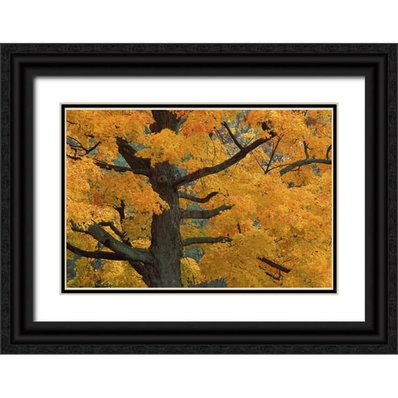 Carlson, Mark 24x17 Black Ornate Wood Framed with Double Matting Museum Art Print Titled - Michigan, Close-up of sugar maple tree in autumn