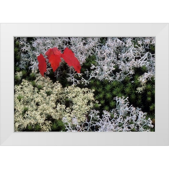 Carlson, Mark 24x17 White Modern Wood Framed Museum Art Print Titled - MI, Red maple tree seedling amid moss and lichen