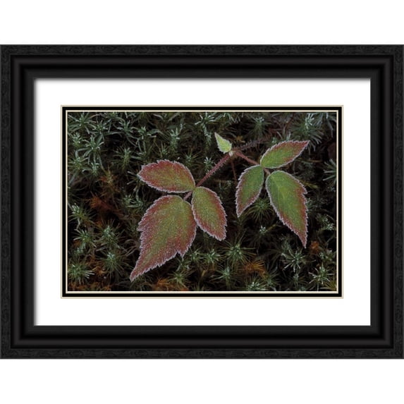Carlson, Mark 32x23 Black Ornate Wood Framed with Double Matting Museum Art Print Titled - MI, Blackberry bramble leaves and hair cap moss