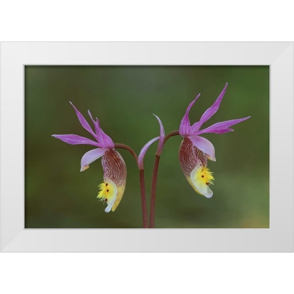 Carlson, Mark 32x23 White Modern Wood Framed Museum Art Print Titled - Michigan, Upper Peninsula, Calypso orchids