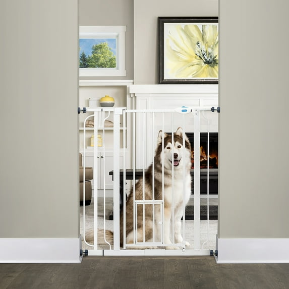 Carlson Extra Tall Walk Through Pet Gate with Small Pet Door and Extension Kit, 36" H x 29"-36.5" W
