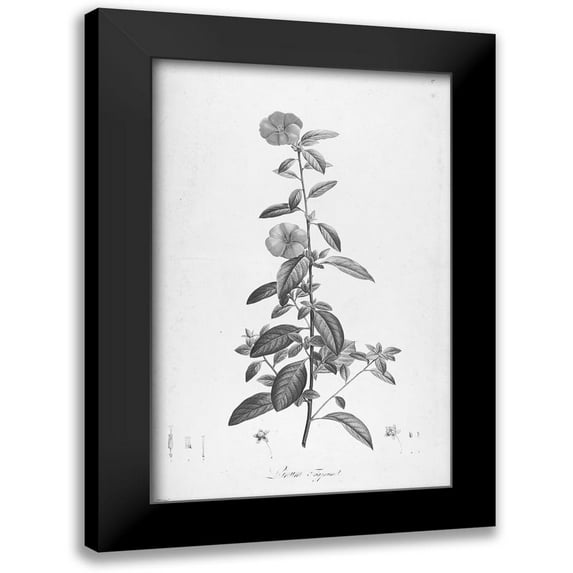 Carlson, Tina 13x18 Black Modern Framed Museum Art Print Titled - Botanical Eclipse 3