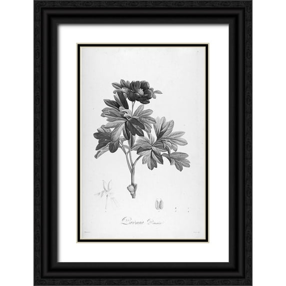Carlson, Tina 13x18 Black Ornate Wood Framed with Double Matting Museum Art Print Titled - Botanical Eclipse 1