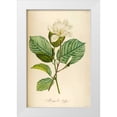 thumbnail image 1 of Carlson, Tina 13x18 White Modern Wood Framed Museum Art Print Titled - Vintage Botanical, 1 of 4