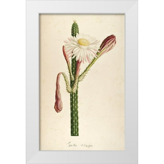 Carlson, Tina 17x24 White Modern Wood Framed Museum Art Print Titled - Cactus Ambiguus