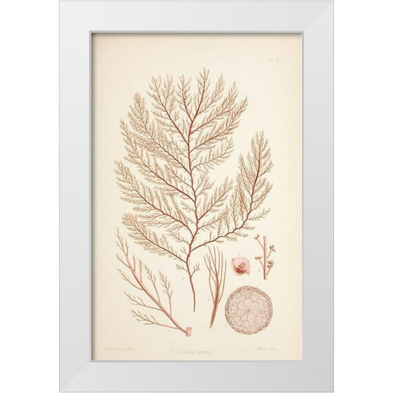 Carlson, Tina 17x24 White Modern Wood Framed Museum Art Print Titled - Rodomela Coral
