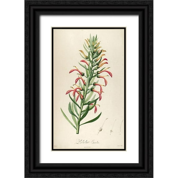 Carlson, Tina 20x32 Black Ornate Wood Framed with Double Matting Museum Art Print Titled - Lobelia Excelsa