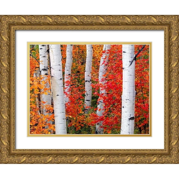 Carmel, Elizabeth 32x25 Gold Ornate Wood Framed with Double Matting Museum Art Print Titled - Aspens and Maples