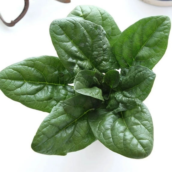 Carmel Spinach F1 Hybrid - 1/4 LB ~8,000 Seeds - Non-GMO Vegetable Gardening Seeds - Farm & Garden