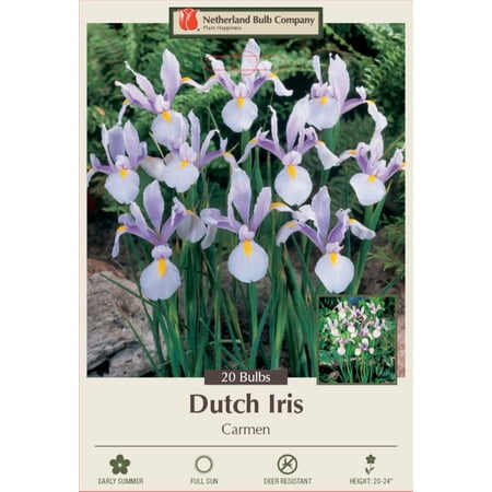 Carmen Dutch Iris - Great Cut Flower! - 8/9 cm Bulbs -20 Bulbs