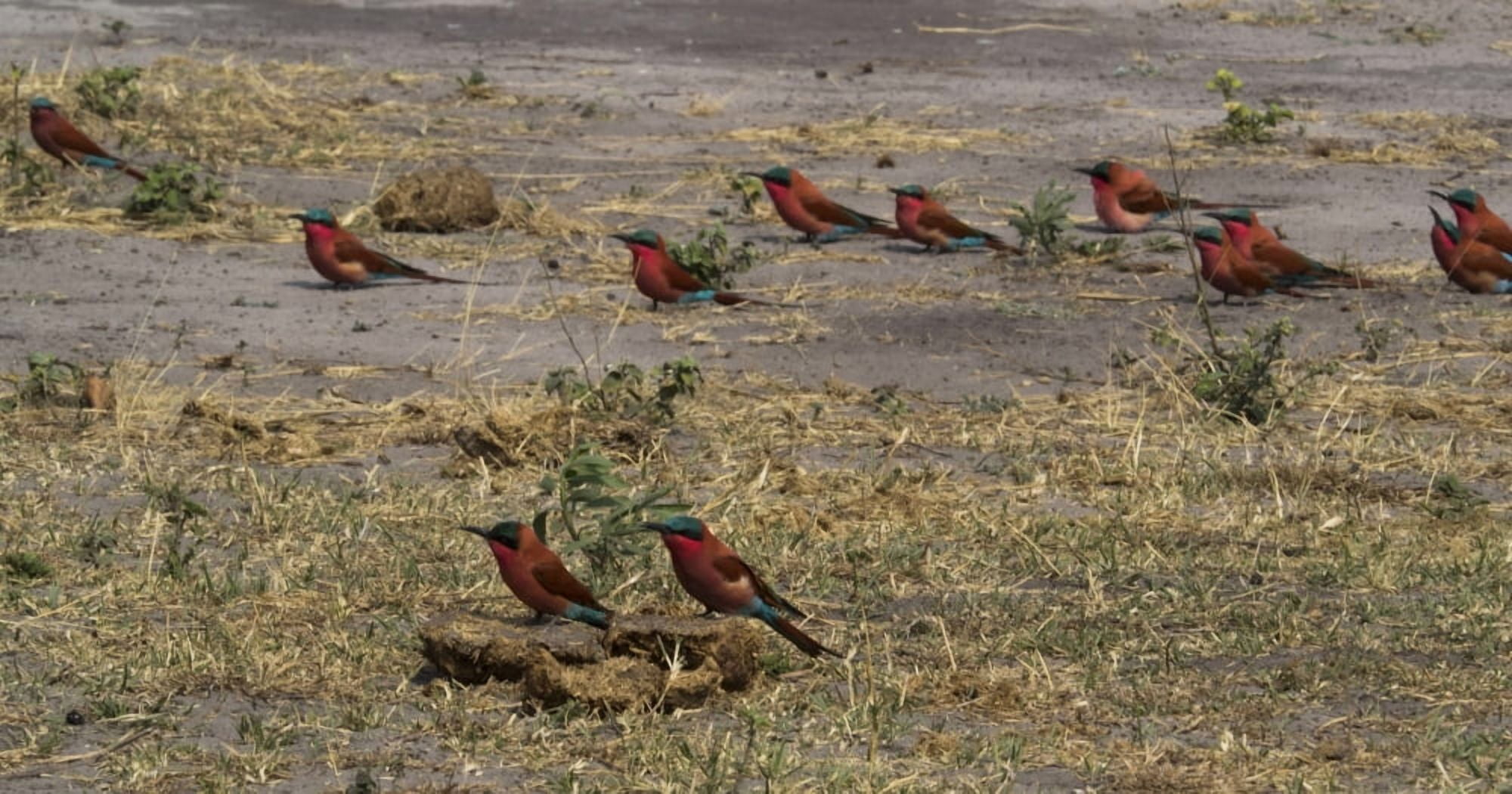 Carmine Bee-eaters (Merops nubicoides) on ground Linyanti Concession Ngamiland Botswana Canvas Art - Panoramic Images (27 x 9)