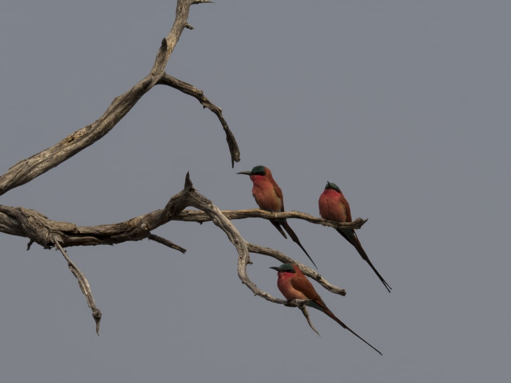 Carmine Bee-eaters (Merops nubicoides) perching on a tree Linyanti Concession Ngamiland Botswana Canvas Art - Panoramic Images (12 x 16)