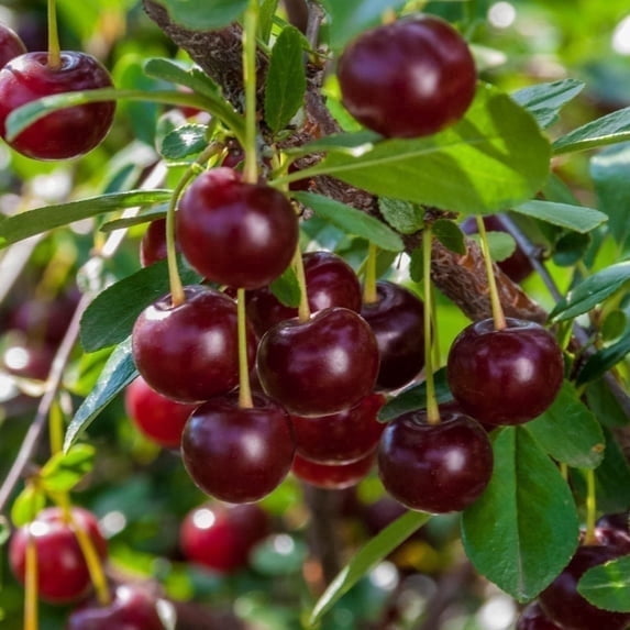 Direct Gardening Carmine Jewel Dwarf Bush Cherry Potted Fruit Bearing Starter Plant Grown in a 4 Inch Pot, 1 Per Offer