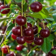 Carmine Jewel Dwarf Bush Cherry (Prunus), Dormant Bare Root Starter Fruit Tree (1-Pack)