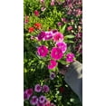 thumbnail image 1 of Carnation Clove Dianthus caryophyllus flower flower Pink White 4 inch pot - Get similar, 1 of 3