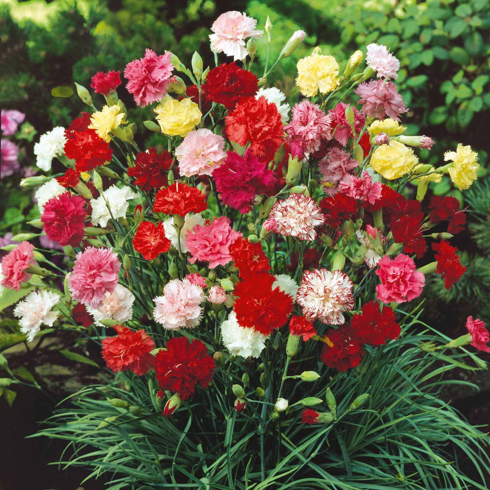 100 Scarlet Red French Carnation Flower Seeds