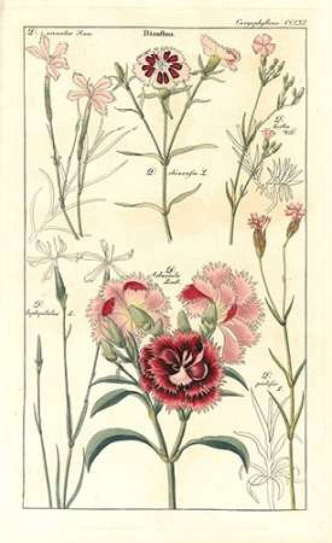 Carnations Canvas Art - David Dietrich (12 x 18)