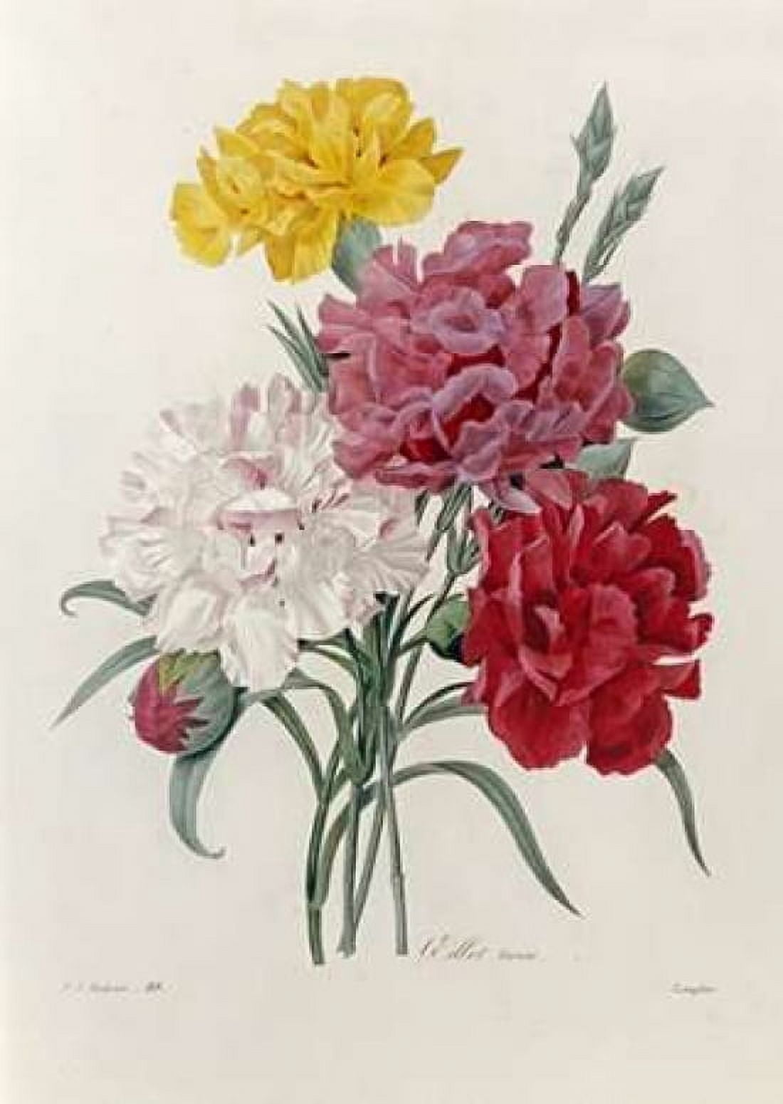 Carnations Canvas Art - Pierre Joseph Redoute (20 x 28)