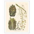 thumbnail image 1 of Carnauba Wax Palm Tree (Copenicia Ceifera) - Tree of Life - Vintage Botanical Illustration by Carl Friedrich Philipp von Martius c.1820s - Fine Art Matte Paper Print (Unframed) 11x14in, 1 of 4