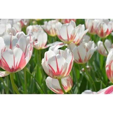 Carnaval de Rio Triumph Tulip-Perfect for Spring Gardens 100 in Box