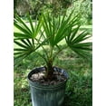 thumbnail image 1 of Carnavon Gorge Palm - Live Plant in a 10 Inch Growers Pot - Livistona Nitida - Rare Ornamental Palms of Florida, 1 of 5