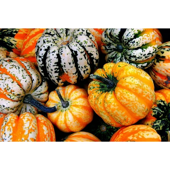 Carnival Acorn Squash Seeds for Planting | Colorful Squash, Grow Your Own Fall Decor - Ships from Iowa, USA (250 Seeds)