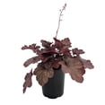 thumbnail image 1 of Carnival Candy Apple Heuchera - Coral Bells - Gallon Pot - Shade Lover, 1 of 2