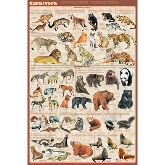 Carnivora Educational Poster 24x36