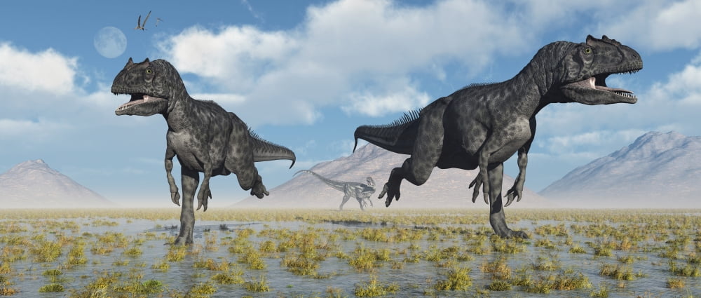 Carnivorous Allosaurus dinosaurs during Earths Jurassic period Canvas Art - Mark StevensonStocktrek Images (43 x 19)