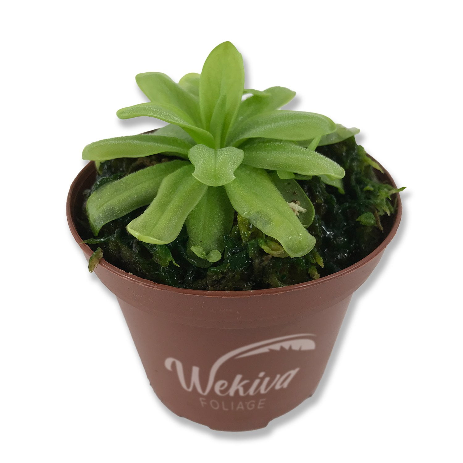 Carnivorous Butterwort Plant Live Plant in a 3 Inch Pot Pinguicula Primuliflora Beautiful
