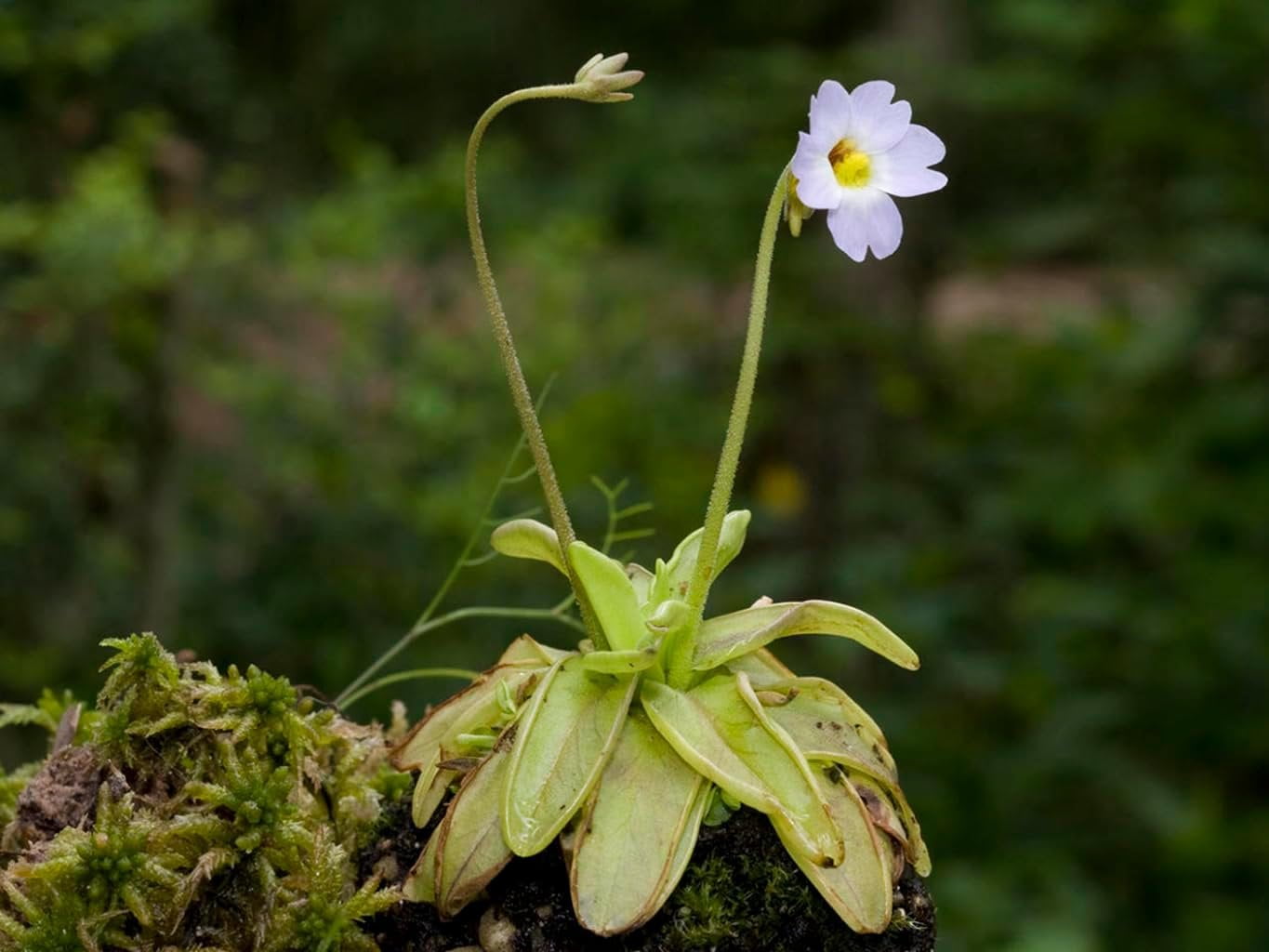 Carnivorous Butterwort Plant Live Plant in a 3 Inch Pot Pinguicula