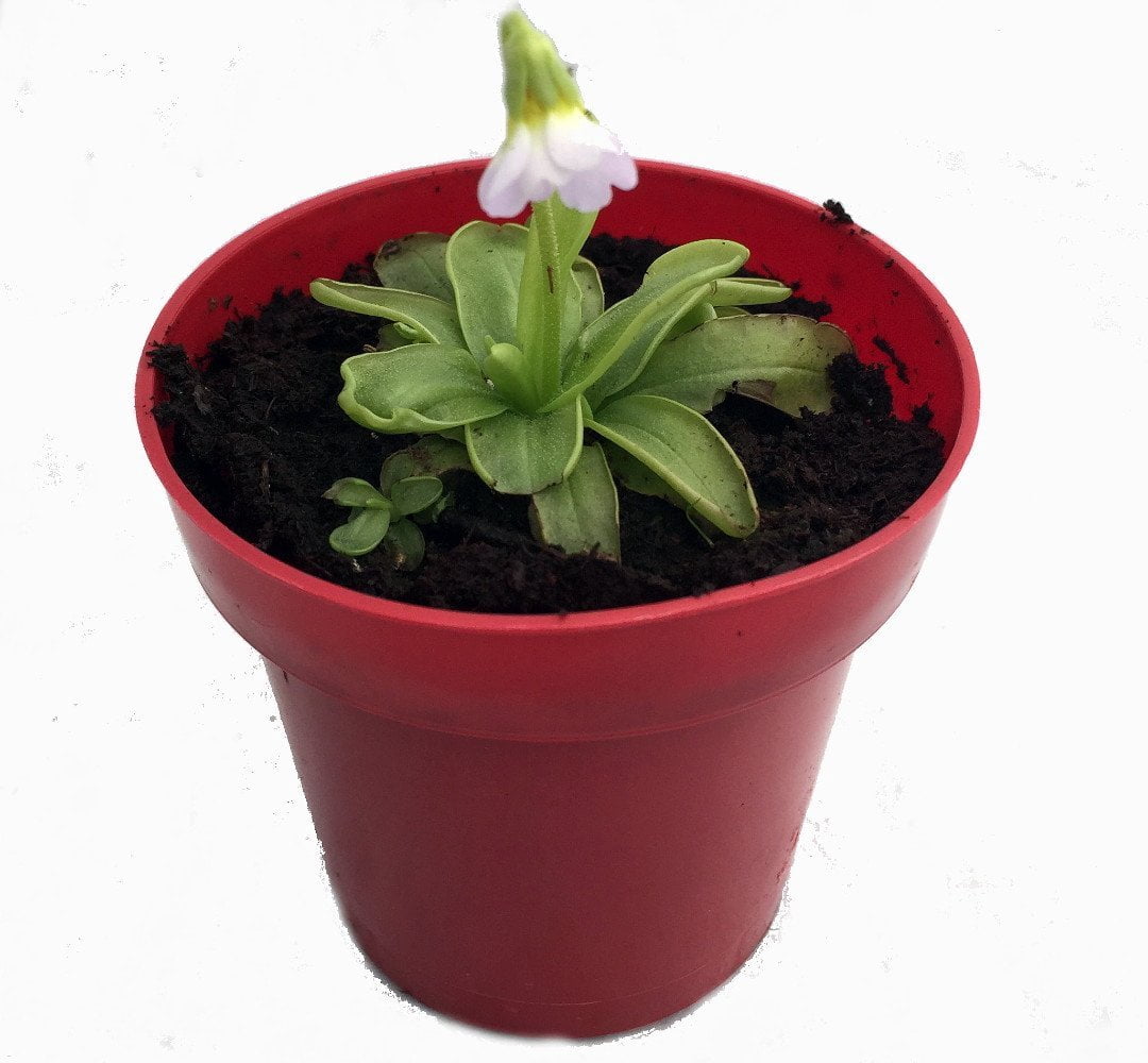 Carnivorous Butterwort Plant - Pinguicula primuliflora - 4" Pot