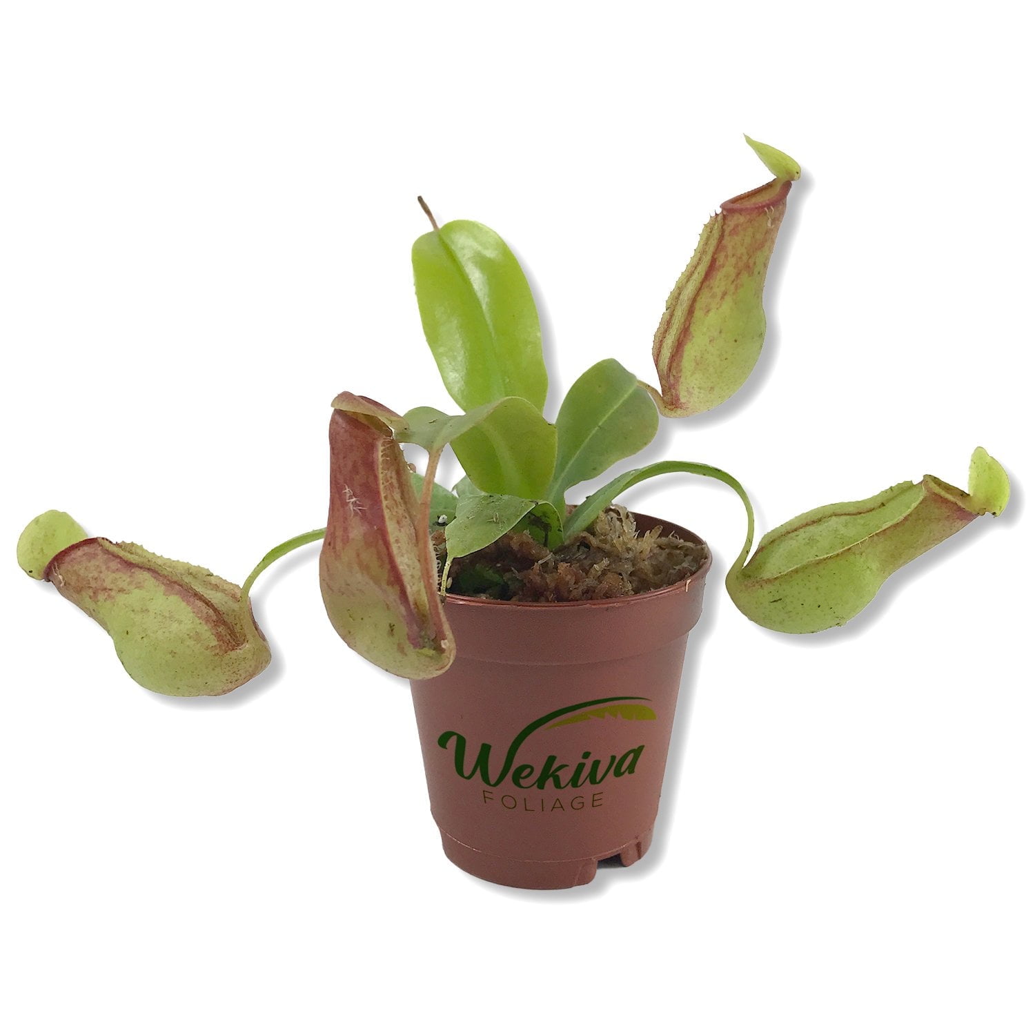 Carnivorous Pitcher Plant - Live Starter Plant in a 2 Inch Pot - Nepenthes St Gaya - Beautiful Easy Care Indoor Tropical Carnivorous Plants